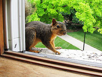 Squirrel Removal