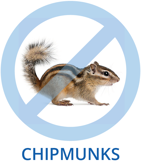 Chipmunk Control