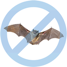 Bat Removal