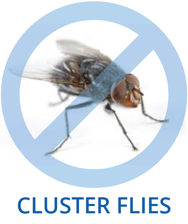 Cluster Flies