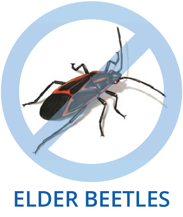 Elder Beetles