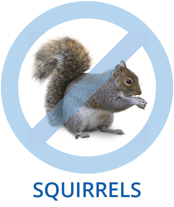 Squirrel Control
