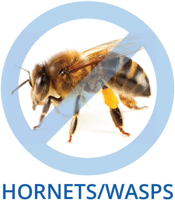 Hornet and Wasp Control