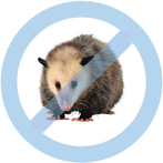 Opossum Removal